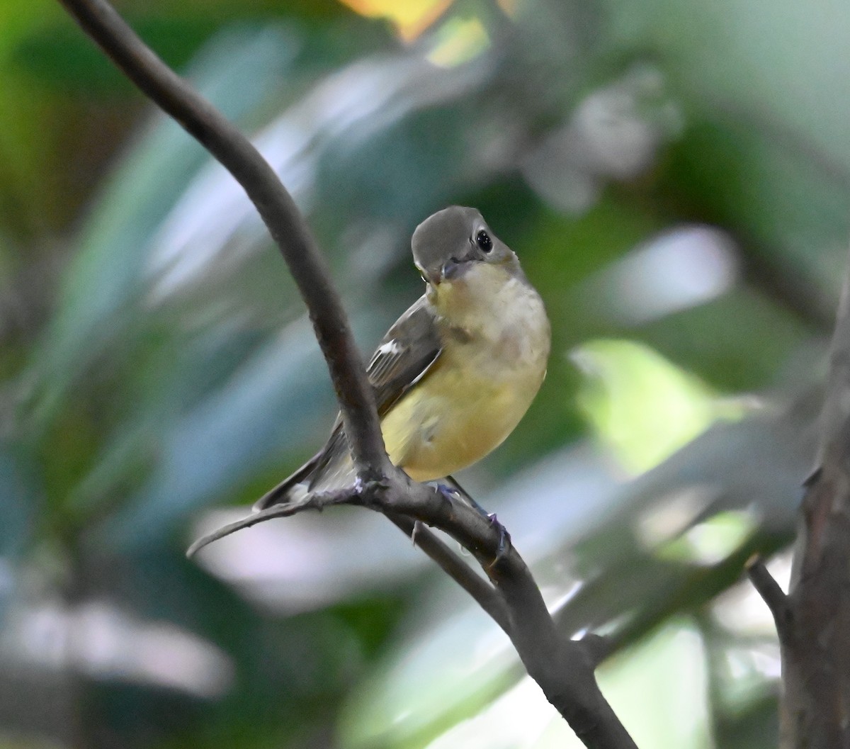 Yellow-rumped Flycatcher - ML642686476