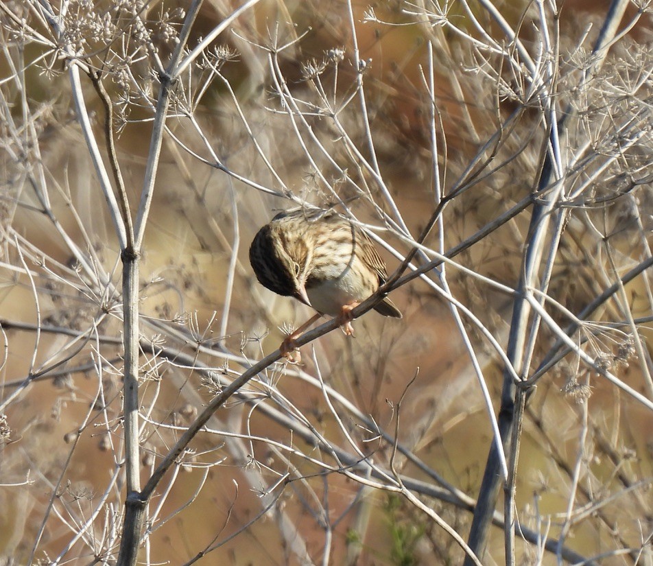 Savannah Sparrow - ML642686477
