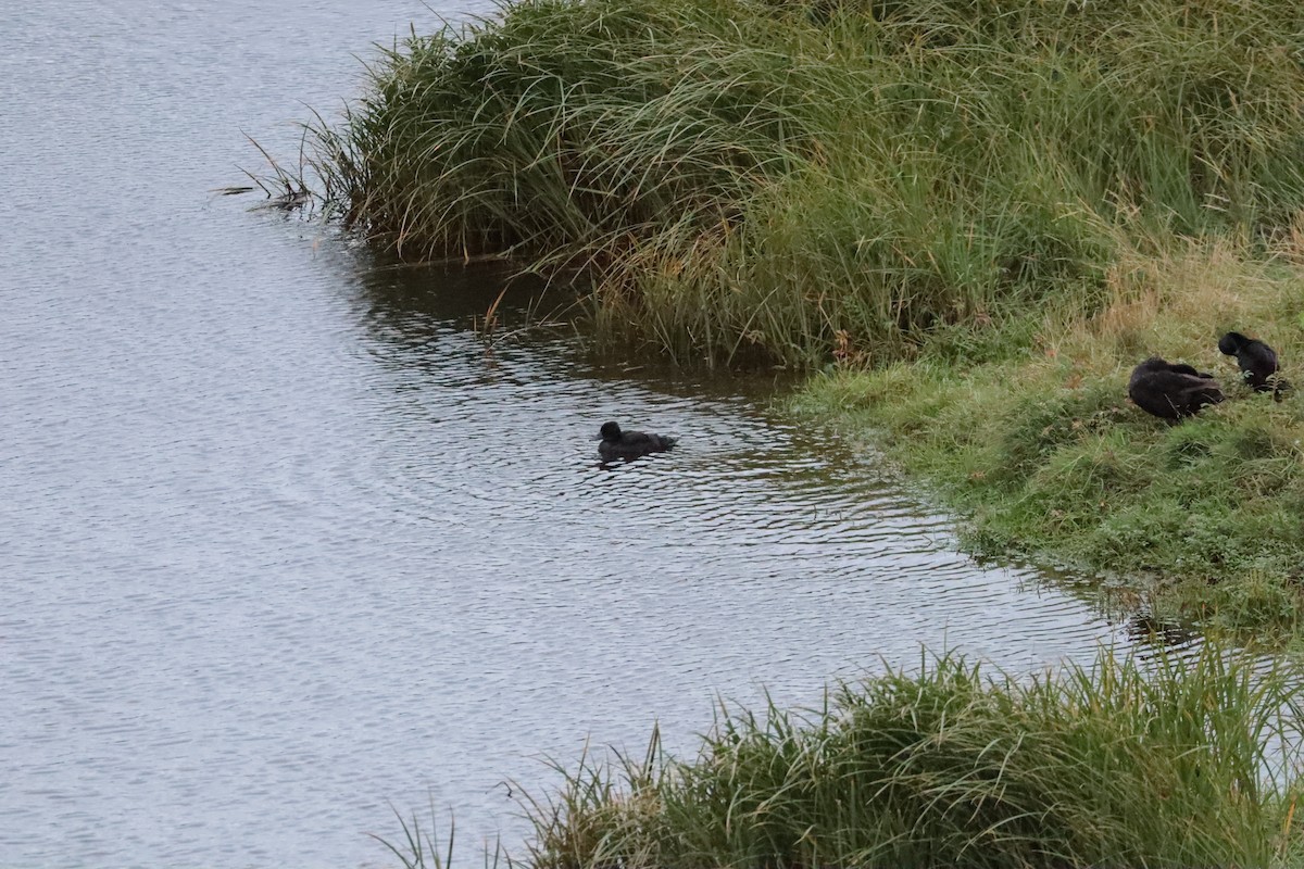 Mallard (Domestic type) - ML642686487