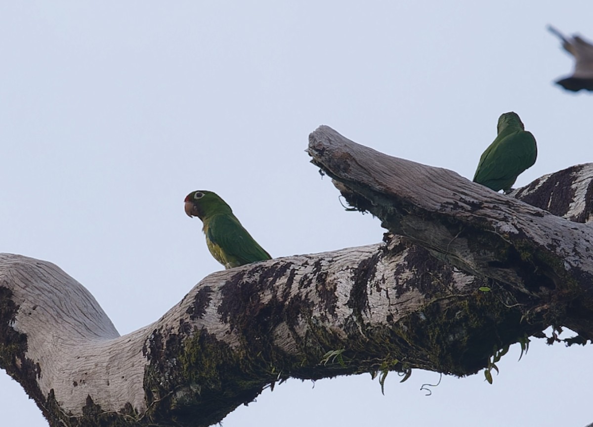 Crimson-fronted Parakeet - ML642686494