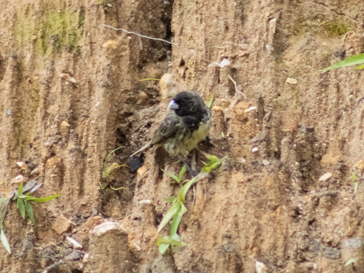 Yellow-bellied Seedeater - ML642686501
