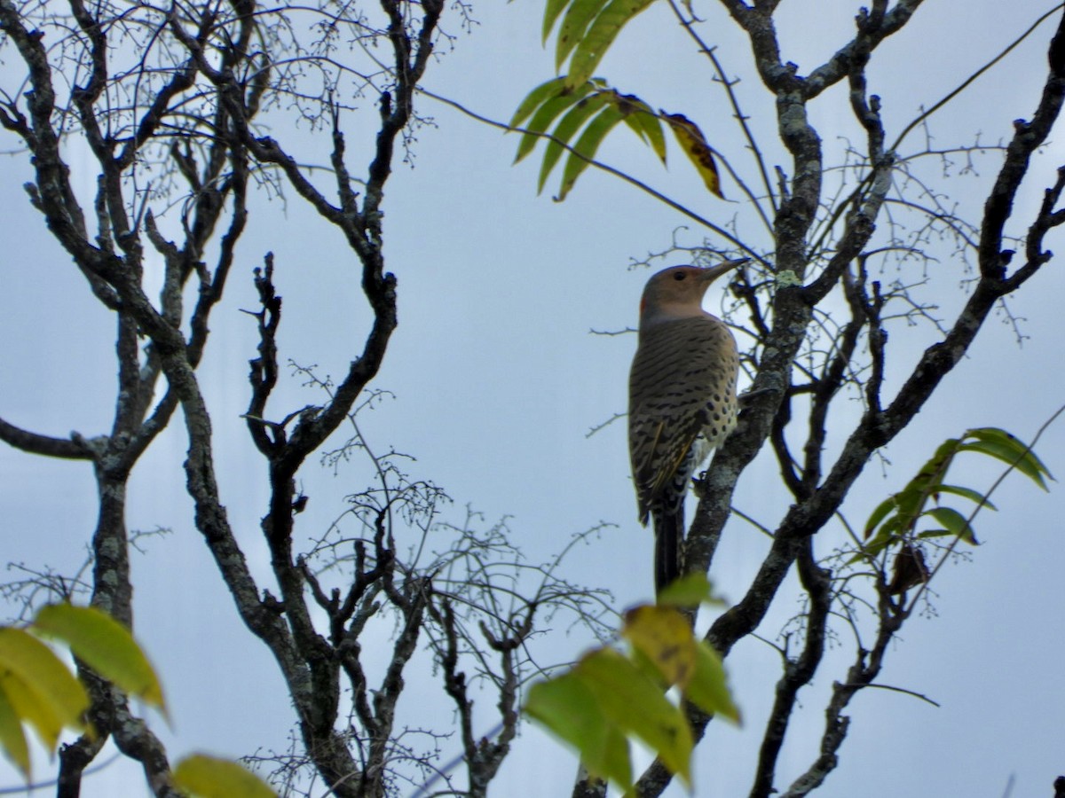 Northern Flicker - ML642686505