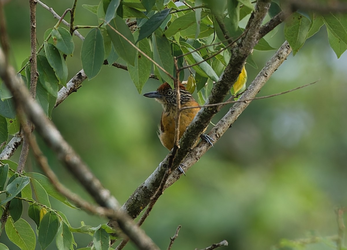 Barred Antshrike - ML642686515