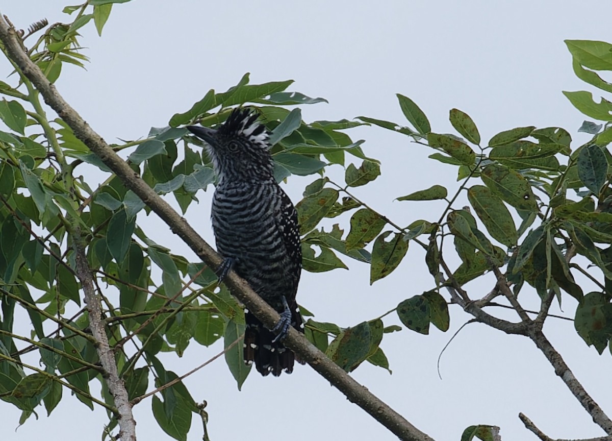 Barred Antshrike - ML642686529