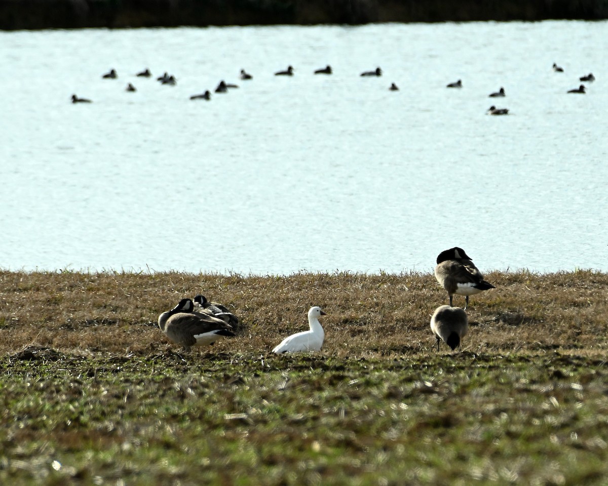 Ross's Goose - ML642686534