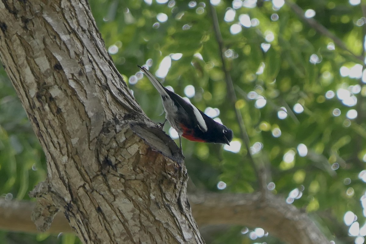 Painted Redstart - ML642686538
