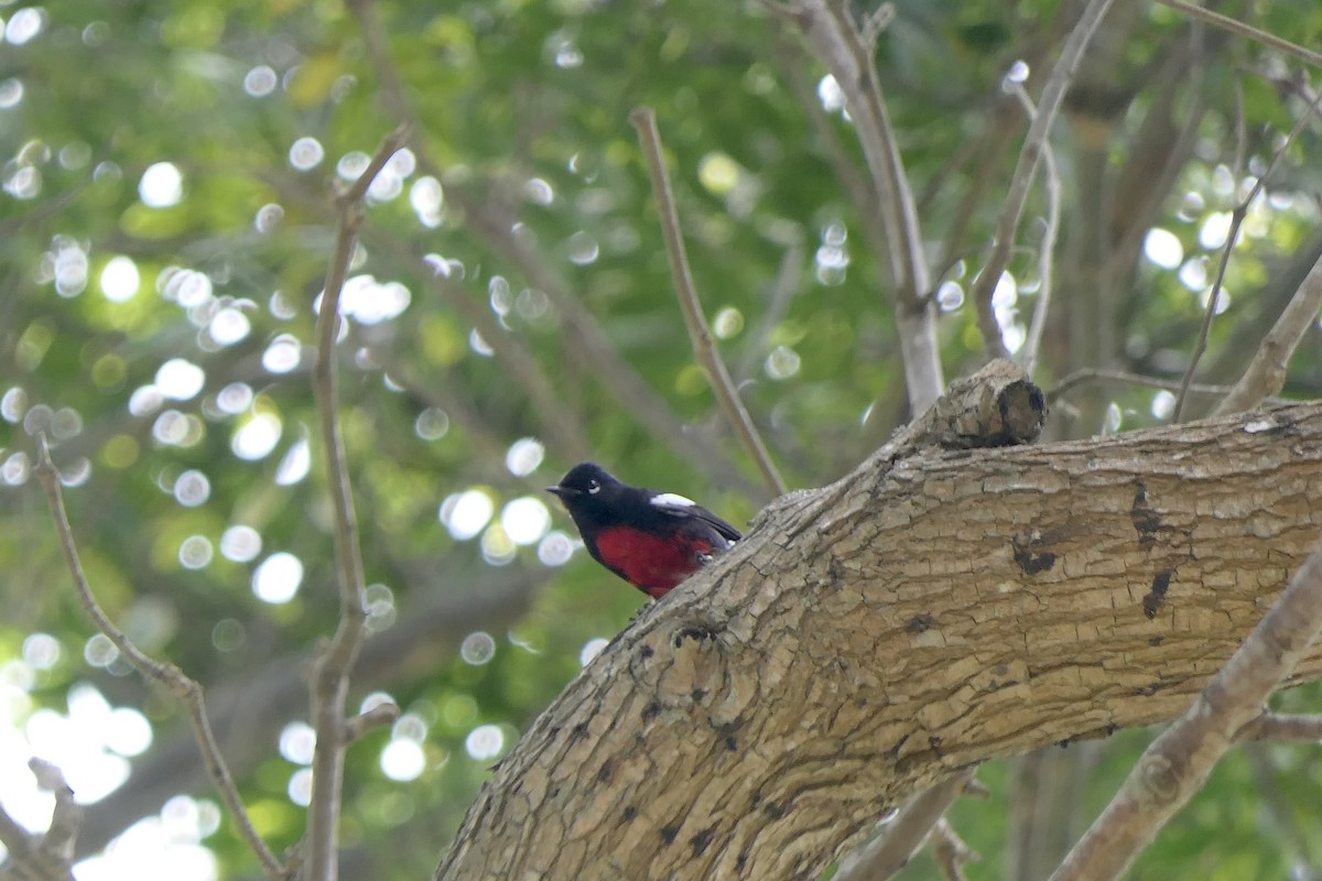 Painted Redstart - ML642686539