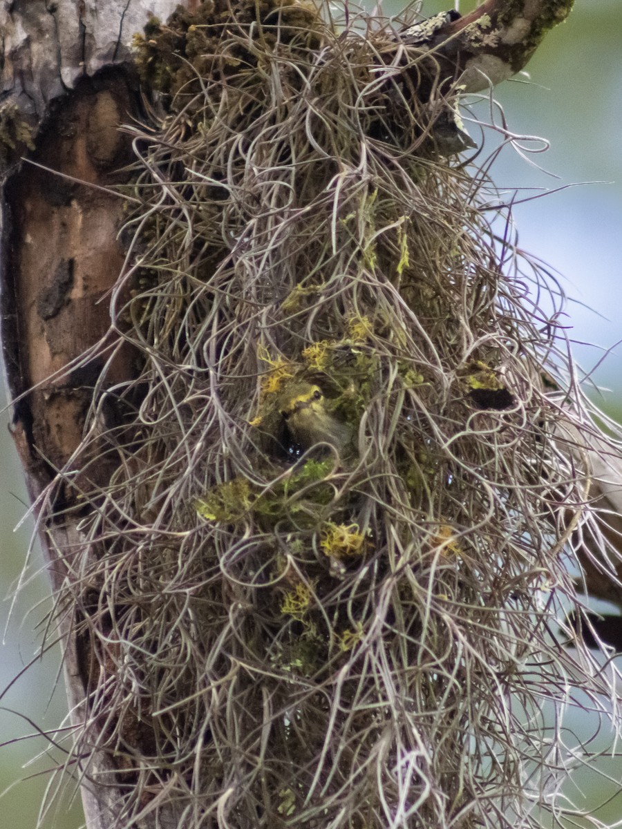 Golden-faced Tyrannulet - ML642686540
