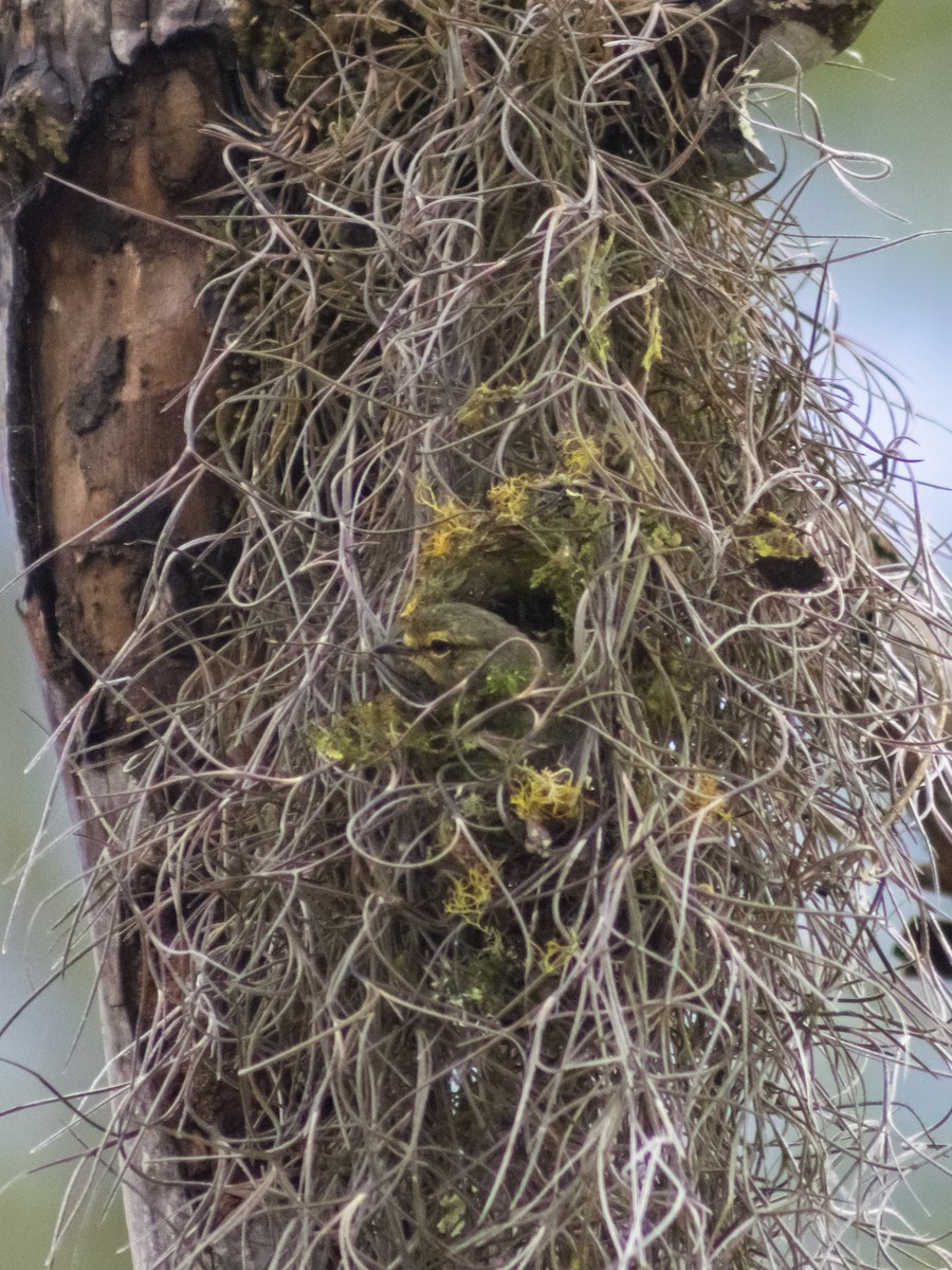 Golden-faced Tyrannulet - ML642686541