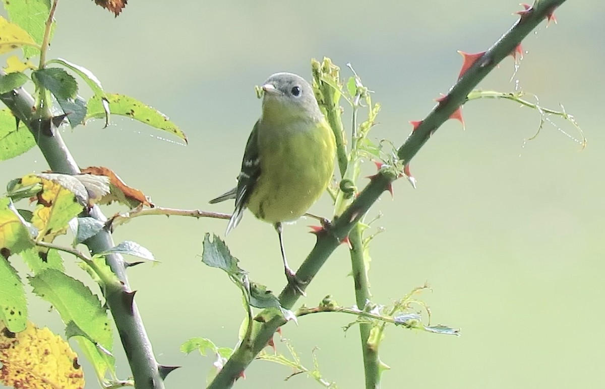 Magnolia Warbler - ML642686545