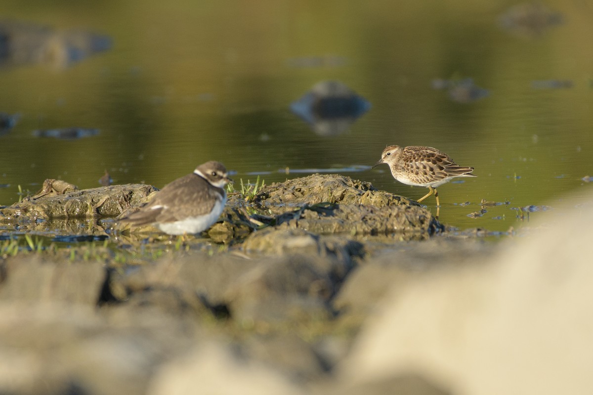 Least Sandpiper - ML642686551