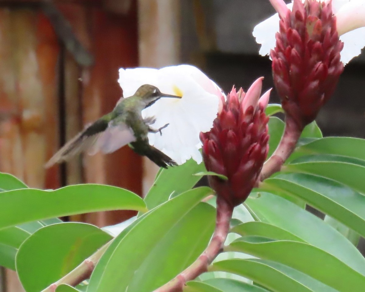 Long-billed Starthroat - ML642686557