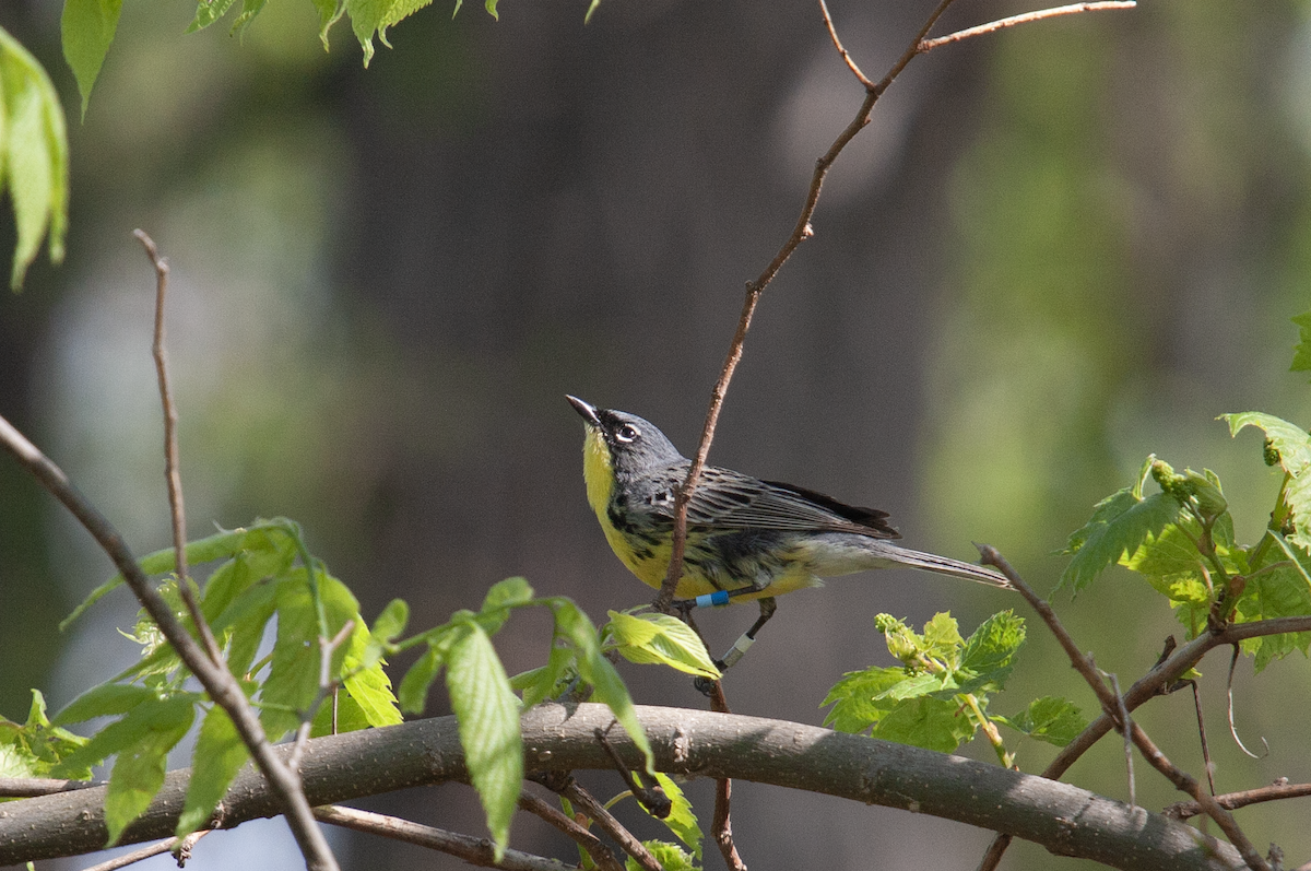 Kirtland's Warbler - ML642686571