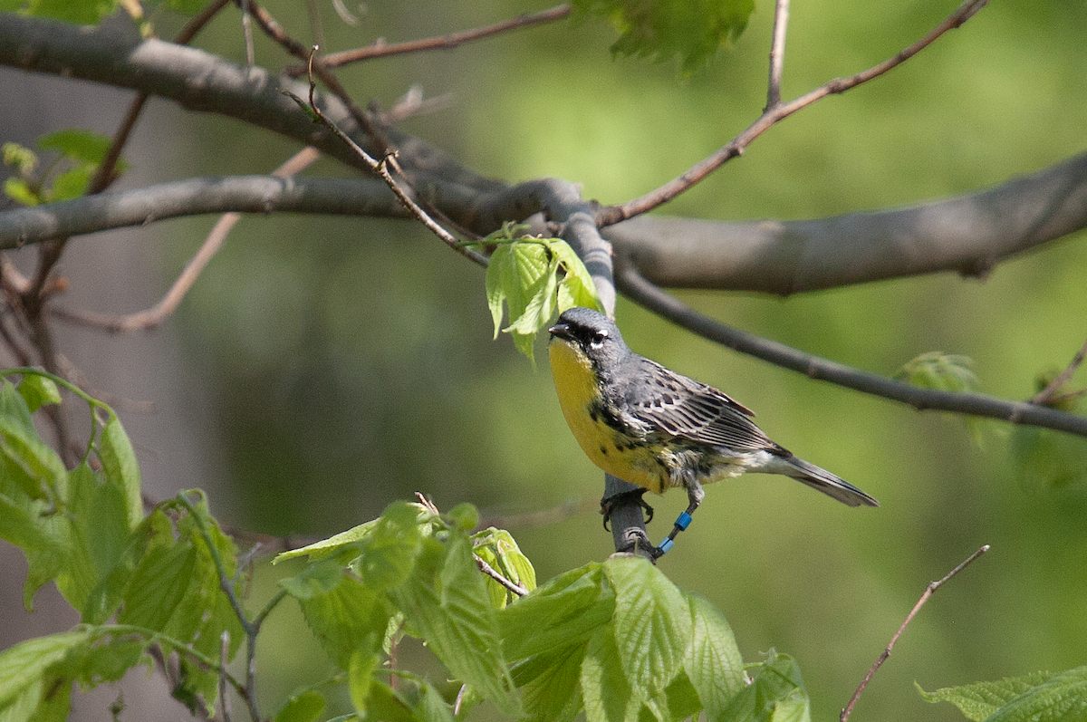 Kirtland's Warbler - ML642686572