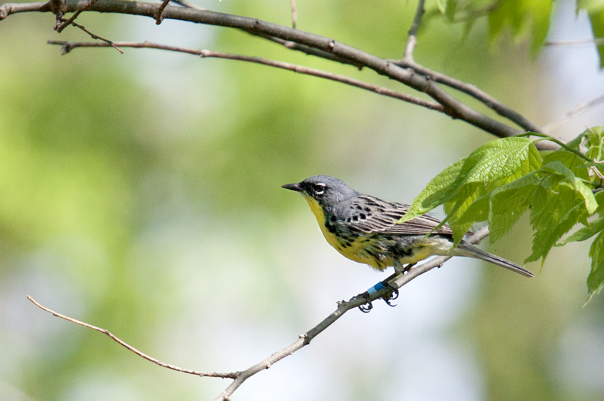 Kirtland's Warbler - ML642686573