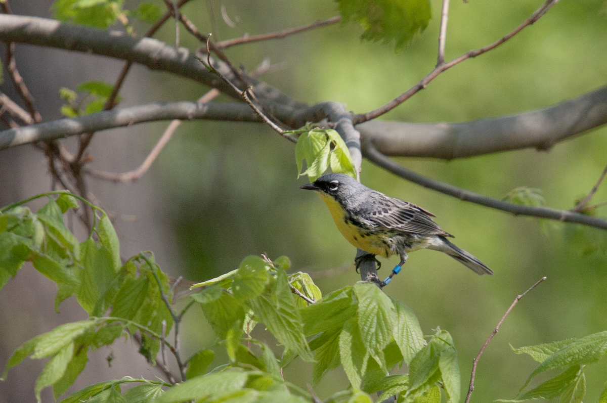 Kirtland's Warbler - ML642686574