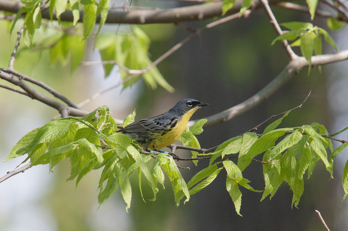 Kirtland's Warbler - ML642686575