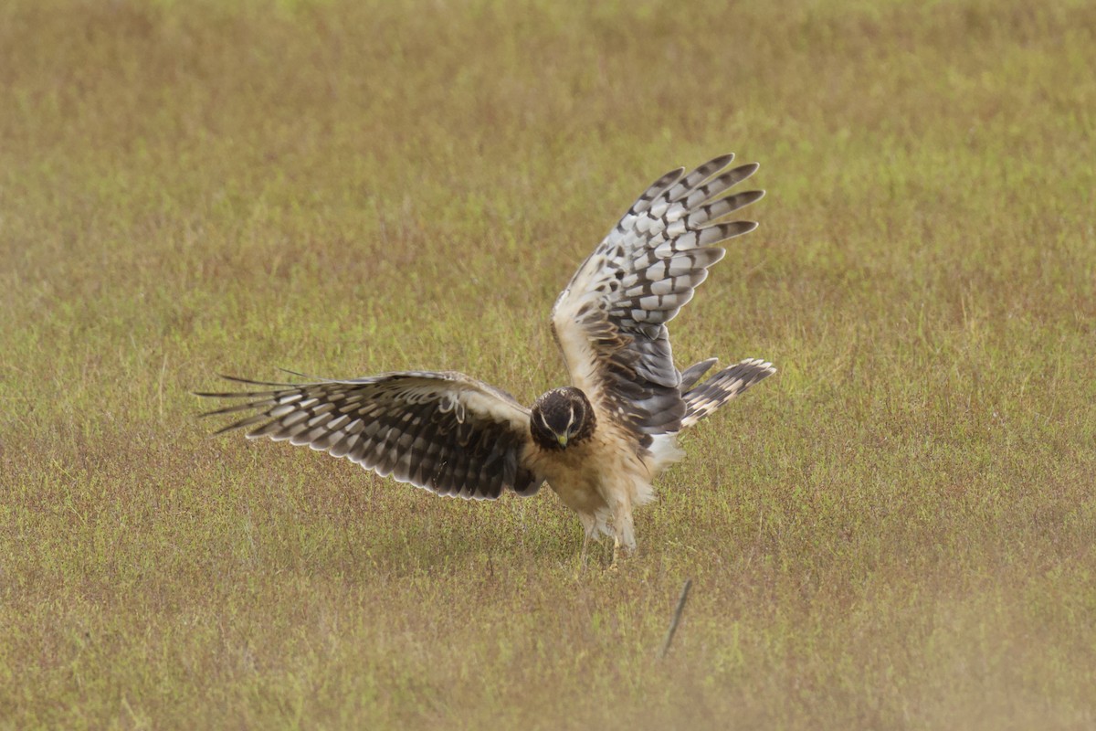 Northern Harrier - ML642686581
