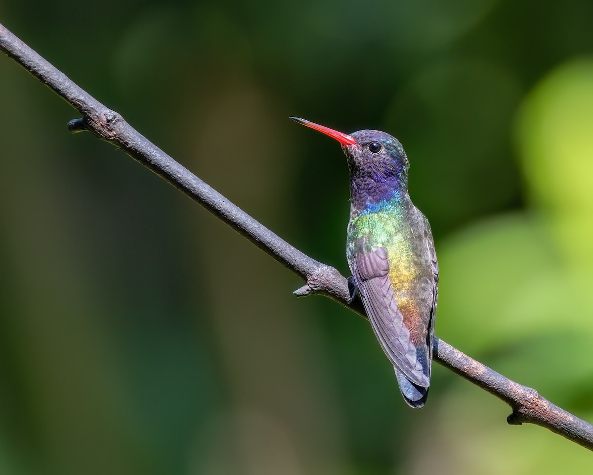 White-chinned Sapphire - ML642686587