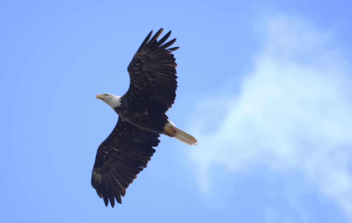 Bald Eagle - ML642686599