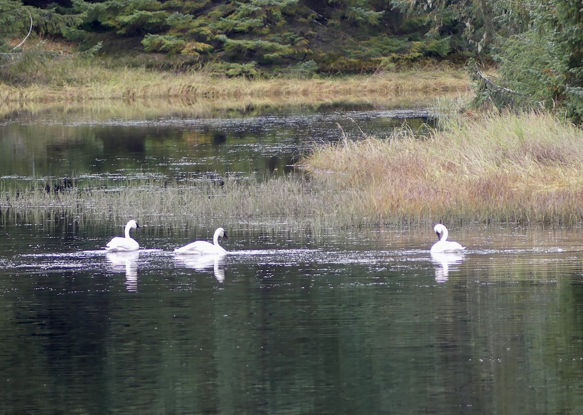 Trumpeter Swan - ML642686613