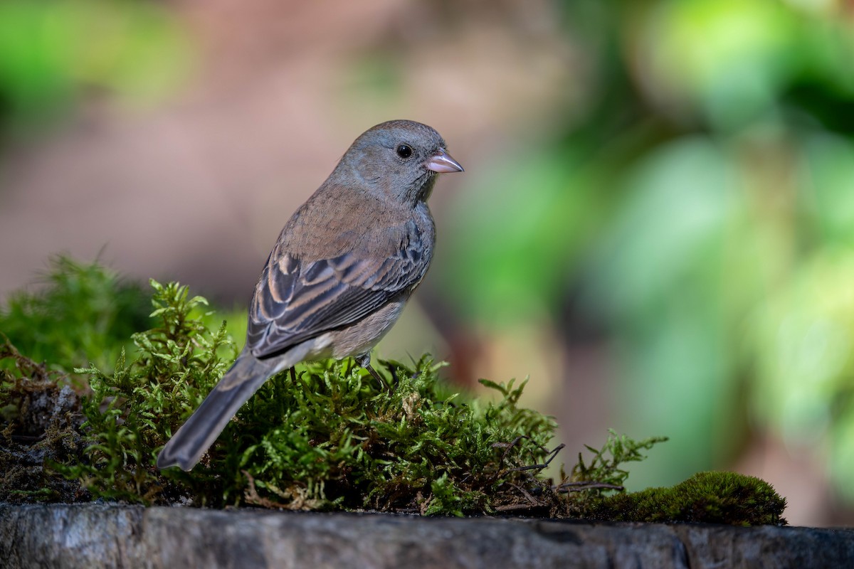 Dark-eyed Junco - ML642686614