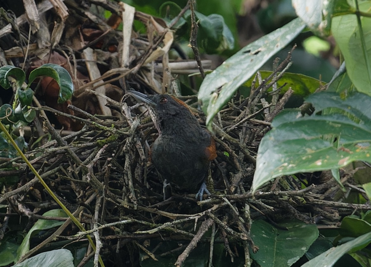Slaty Spinetail - ML642686619