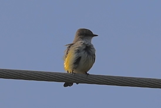 Ateş Renkli Sinekkapan - ML642686626