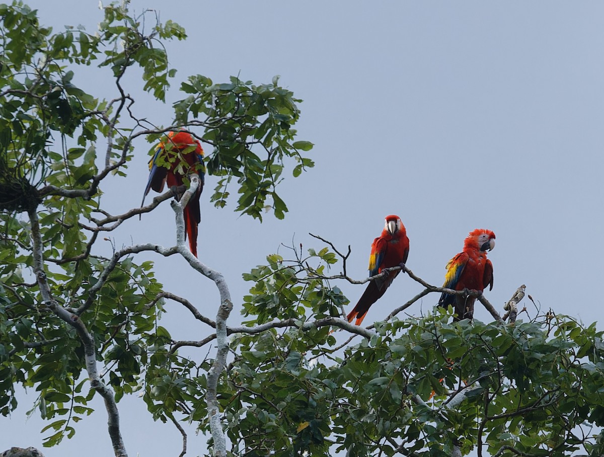 Scarlet Macaw - ML642686642