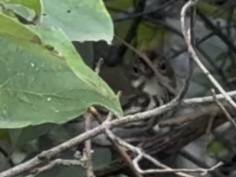 Ovenbird - ML642686649