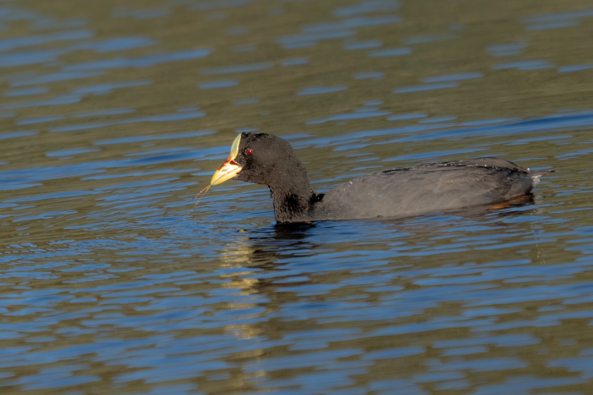 Red-gartered Coot - ML642686655