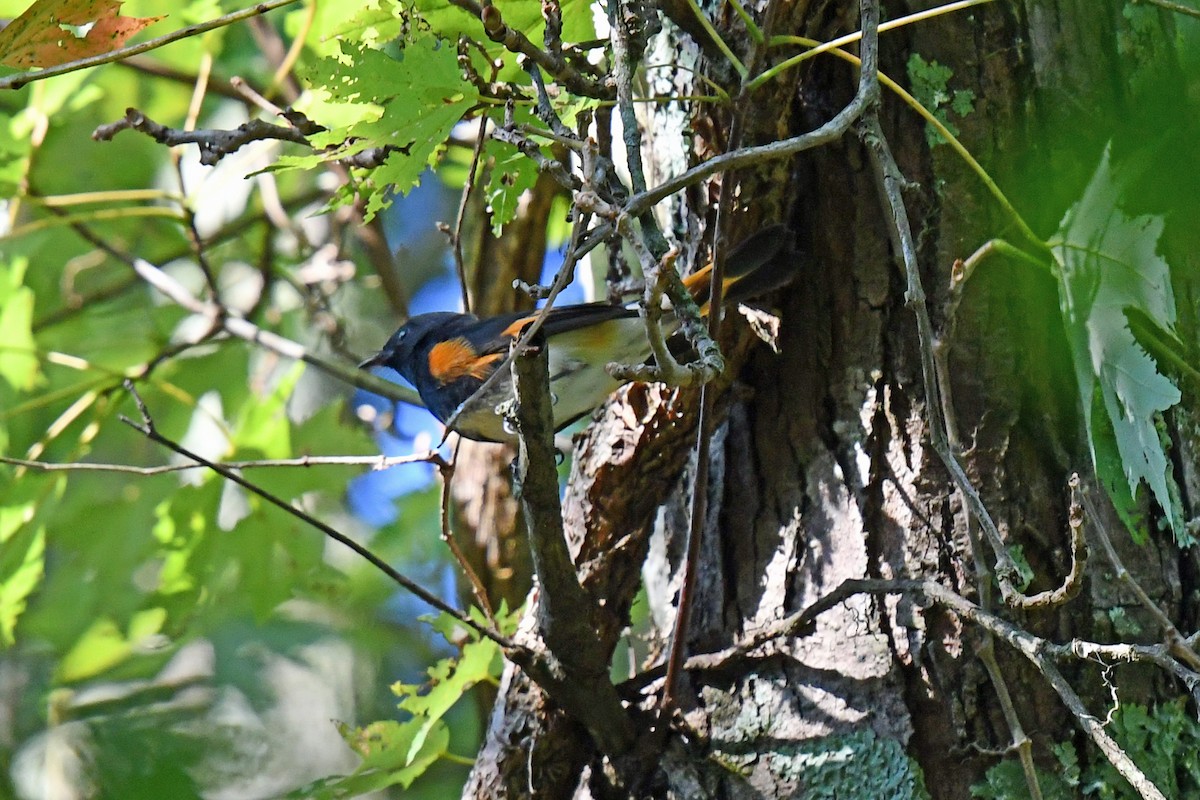 American Redstart - ML642686657