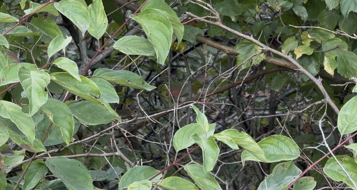 Ovenbird - ML642686665