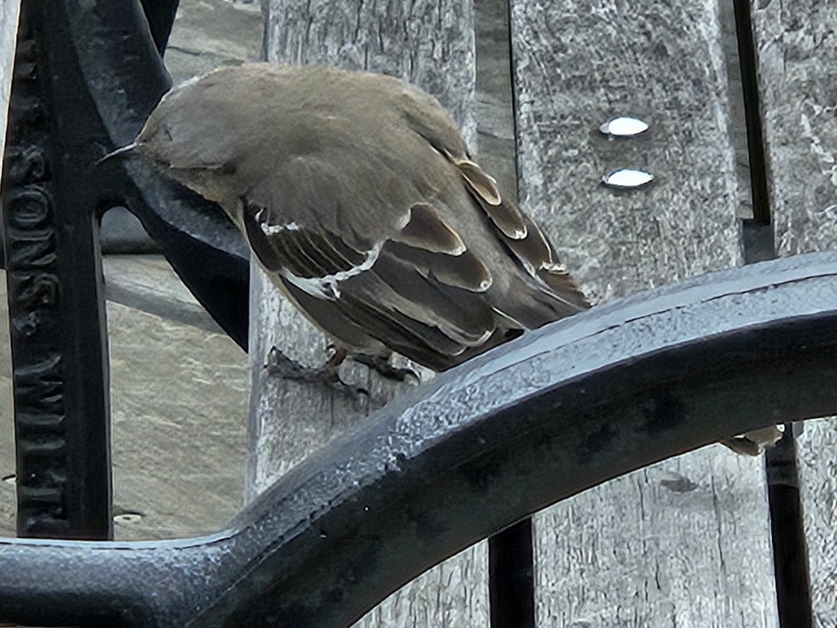 Northern Mockingbird - ML642686668