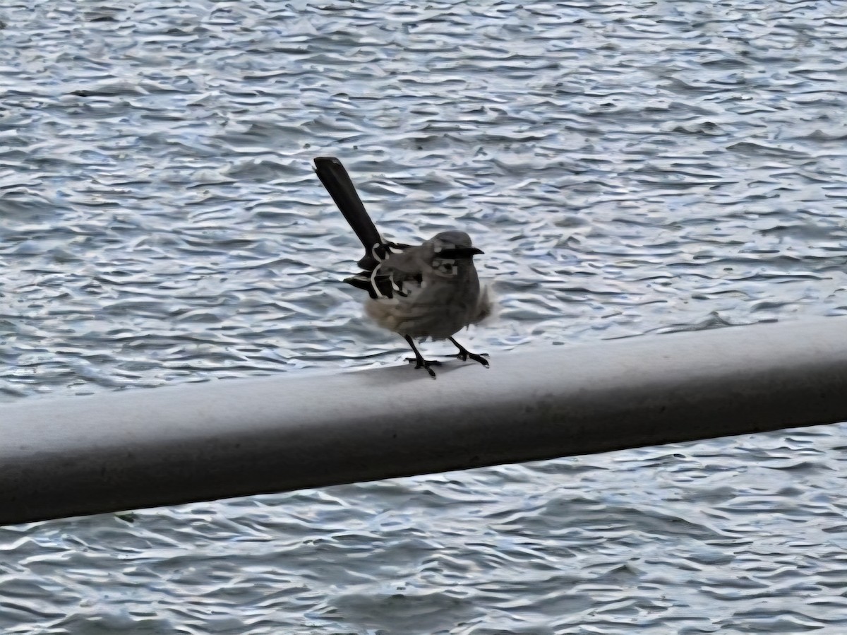 Northern Mockingbird - ML642686695