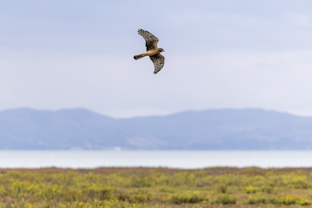 Northern Harrier - ML642686696
