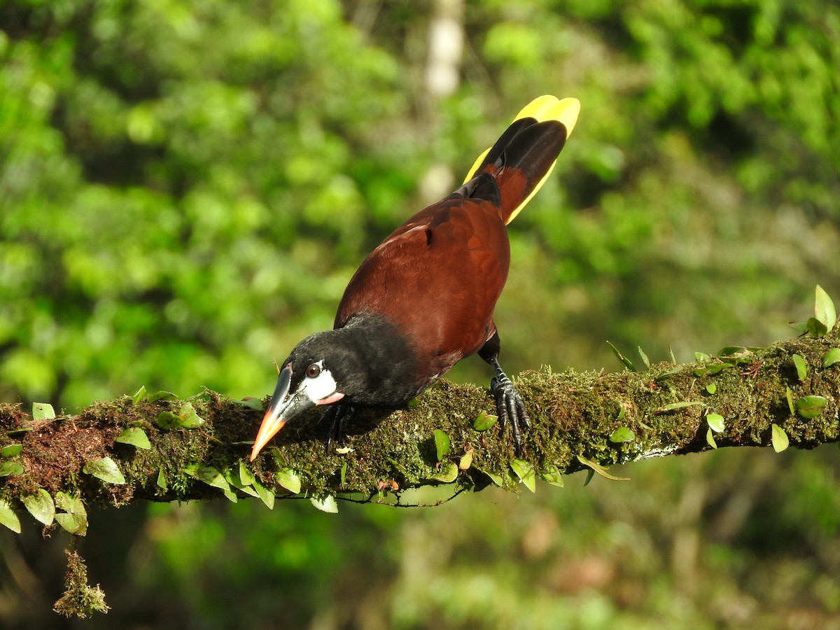 Cassique de Montezuma - ML642686708