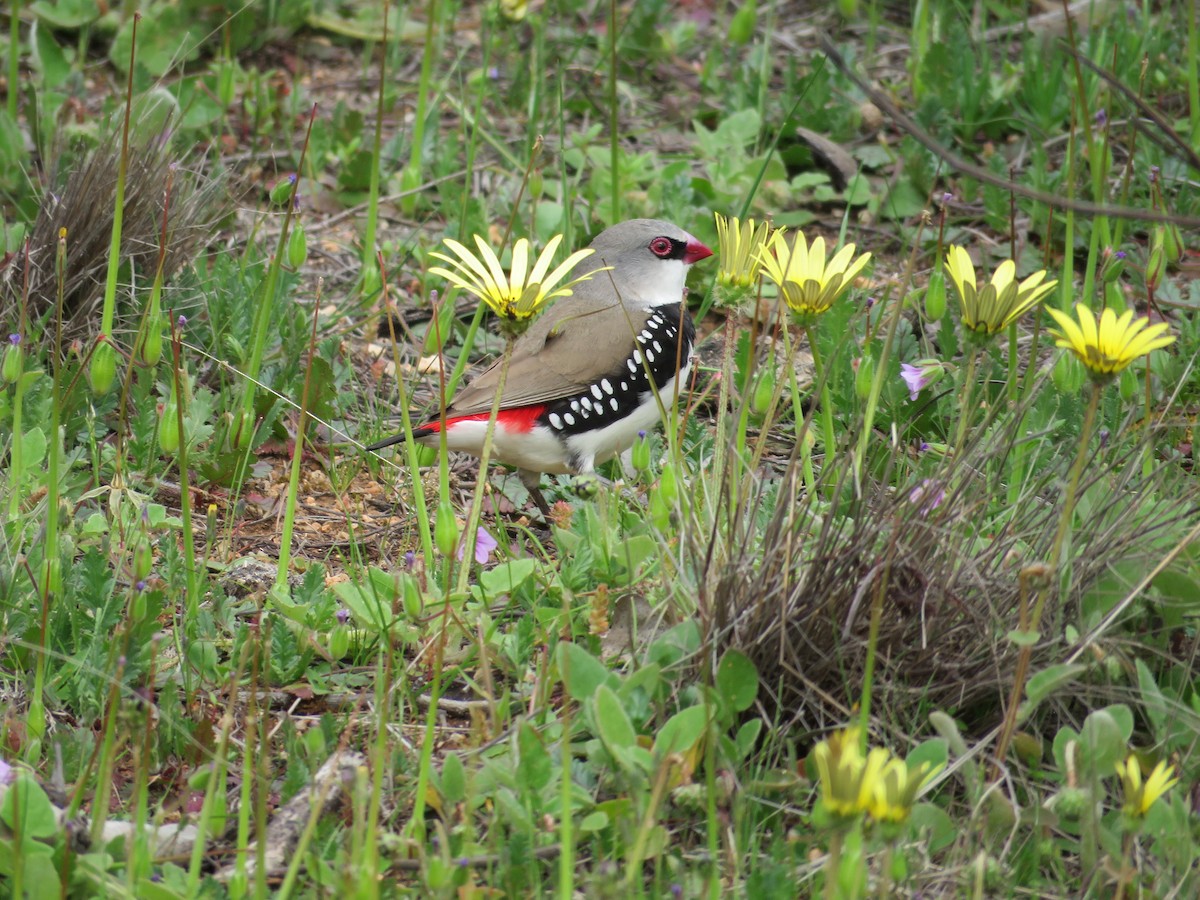 Diamond Firetail - ML642686713