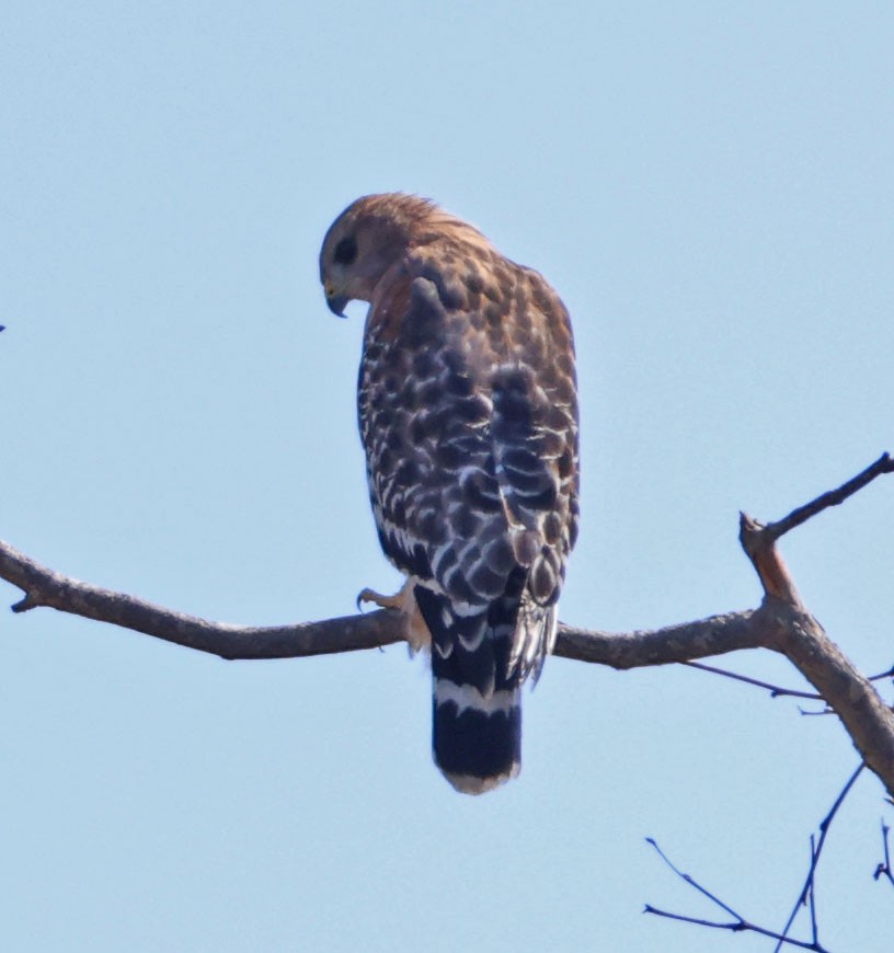 Red-shouldered Hawk - ML642686719