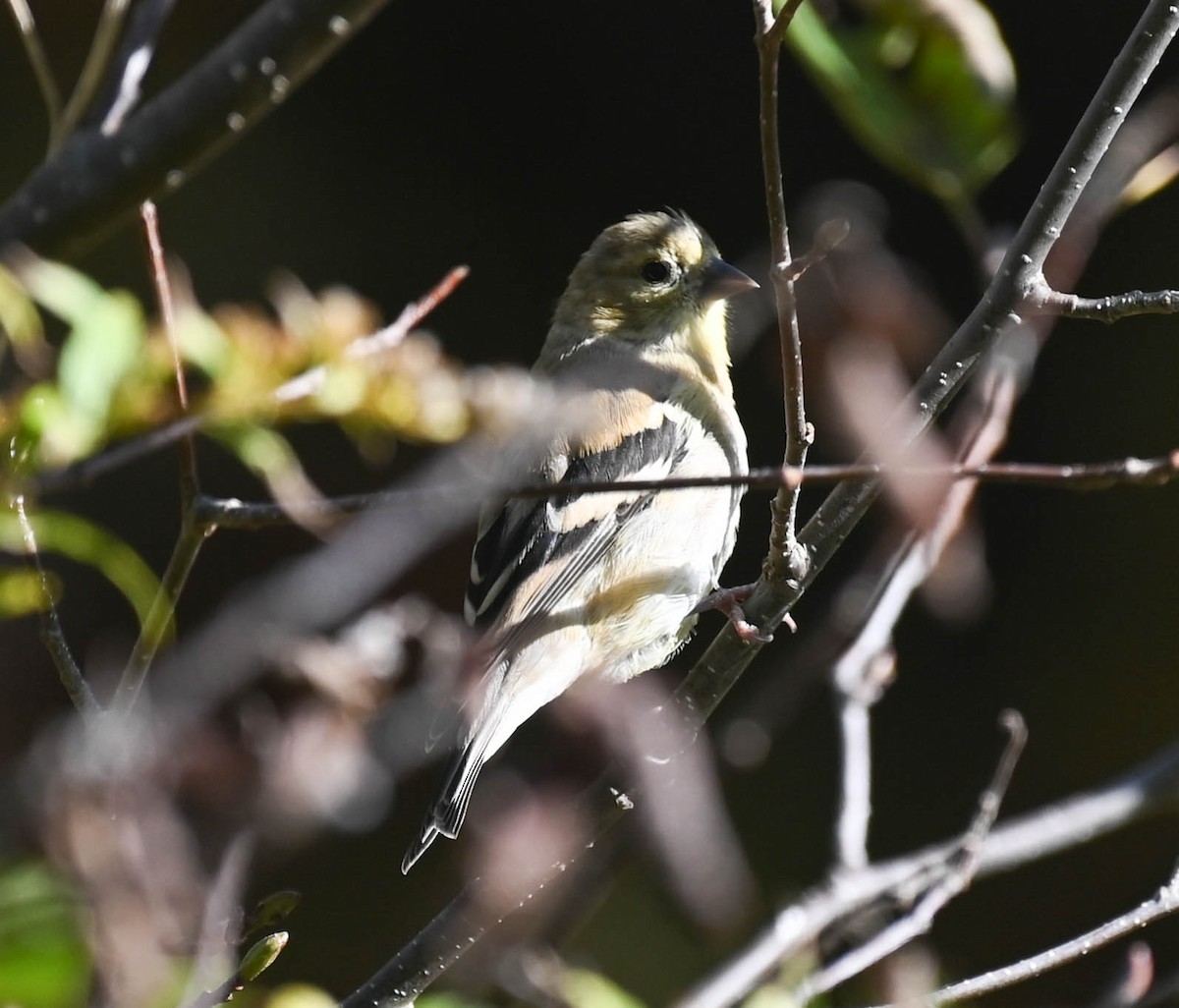 American Goldfinch - ML642686722