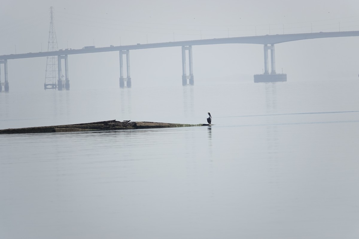 Brown Pelican - ML642686724