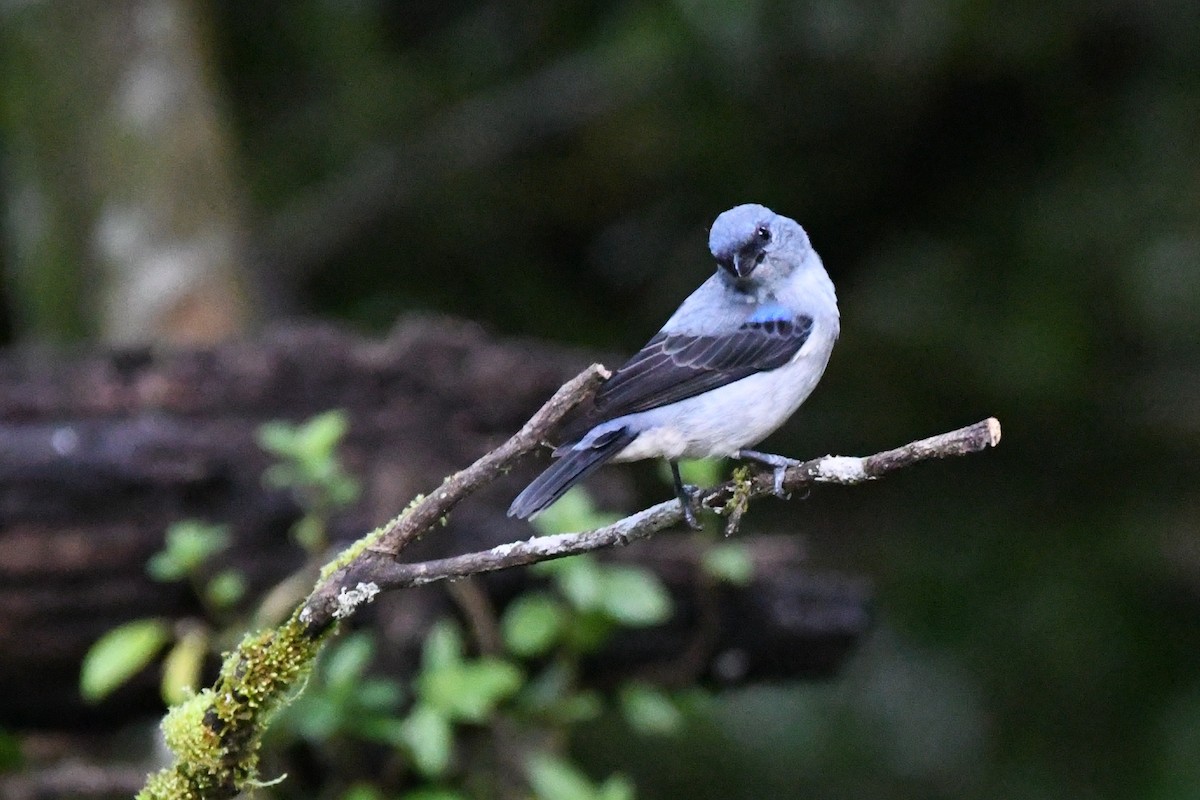Plain-colored Tanager - ML642686731