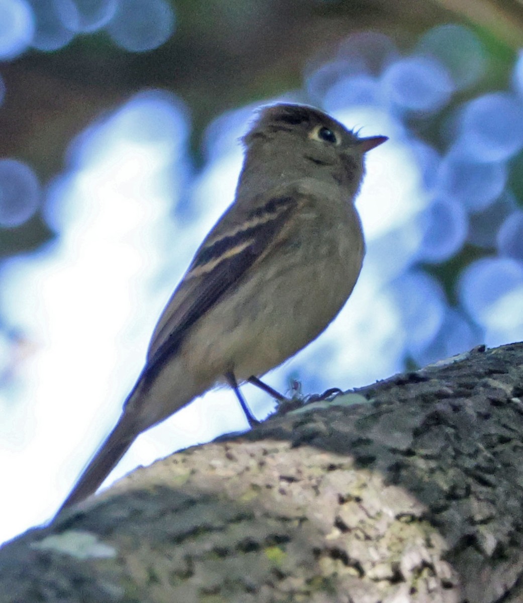 Hammond's/Dusky Flycatcher - ML642686732