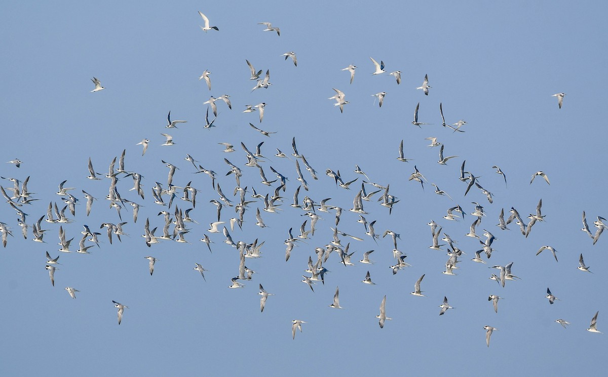 Common Tern - ML642686735
