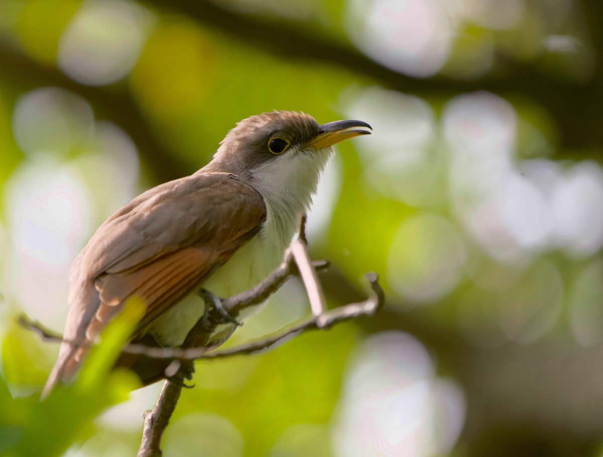 Yellow-billed Cuckoo - ML642686736