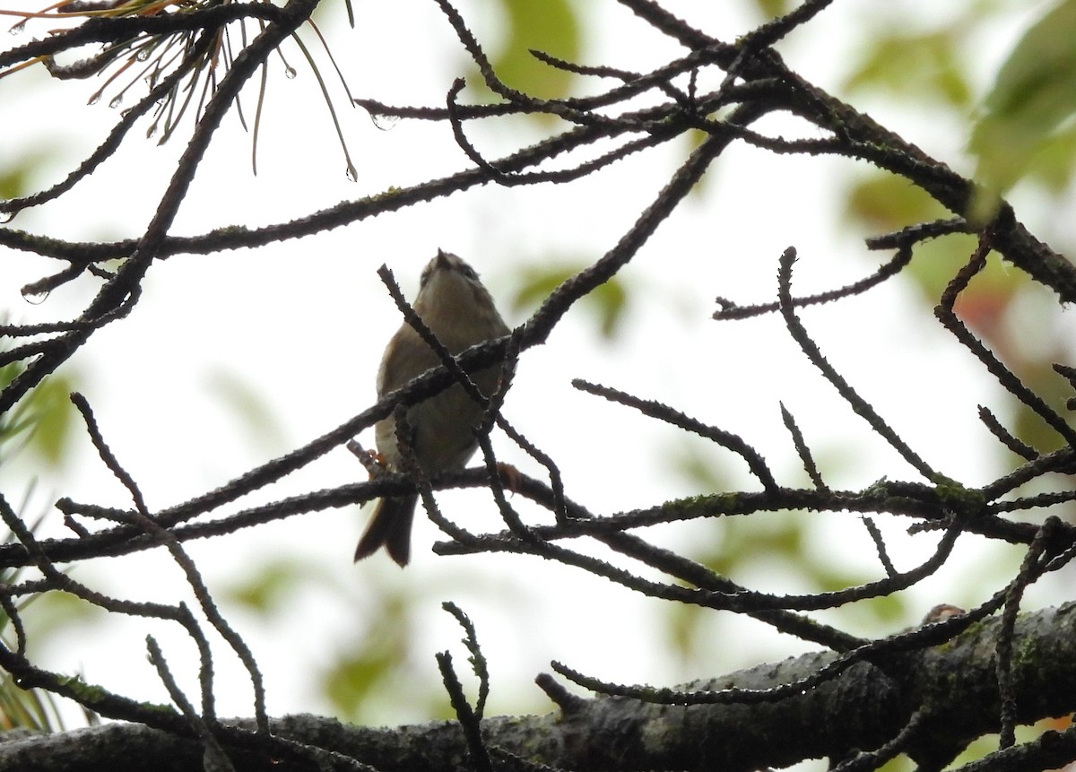 Roitelet à couronne dorée - ML642686740