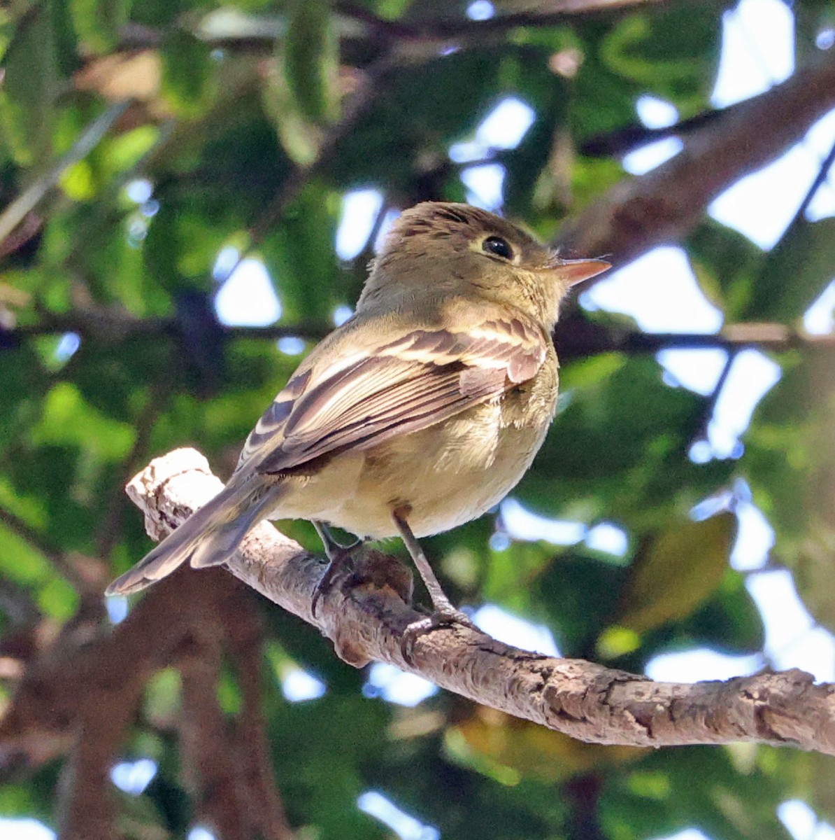 Western Flycatcher - ML642686742