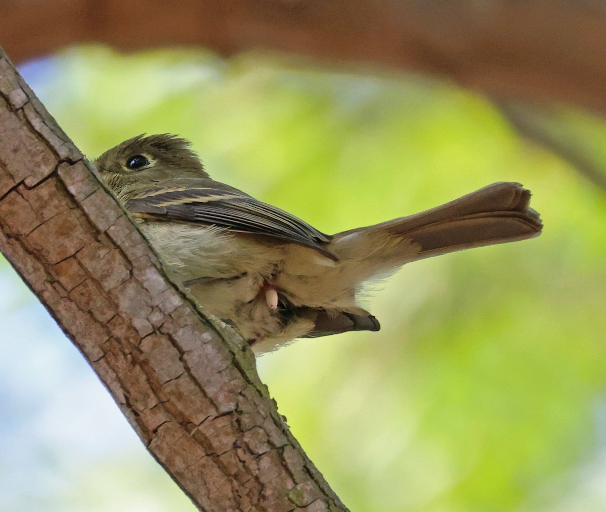 Western Flycatcher - ML642686743