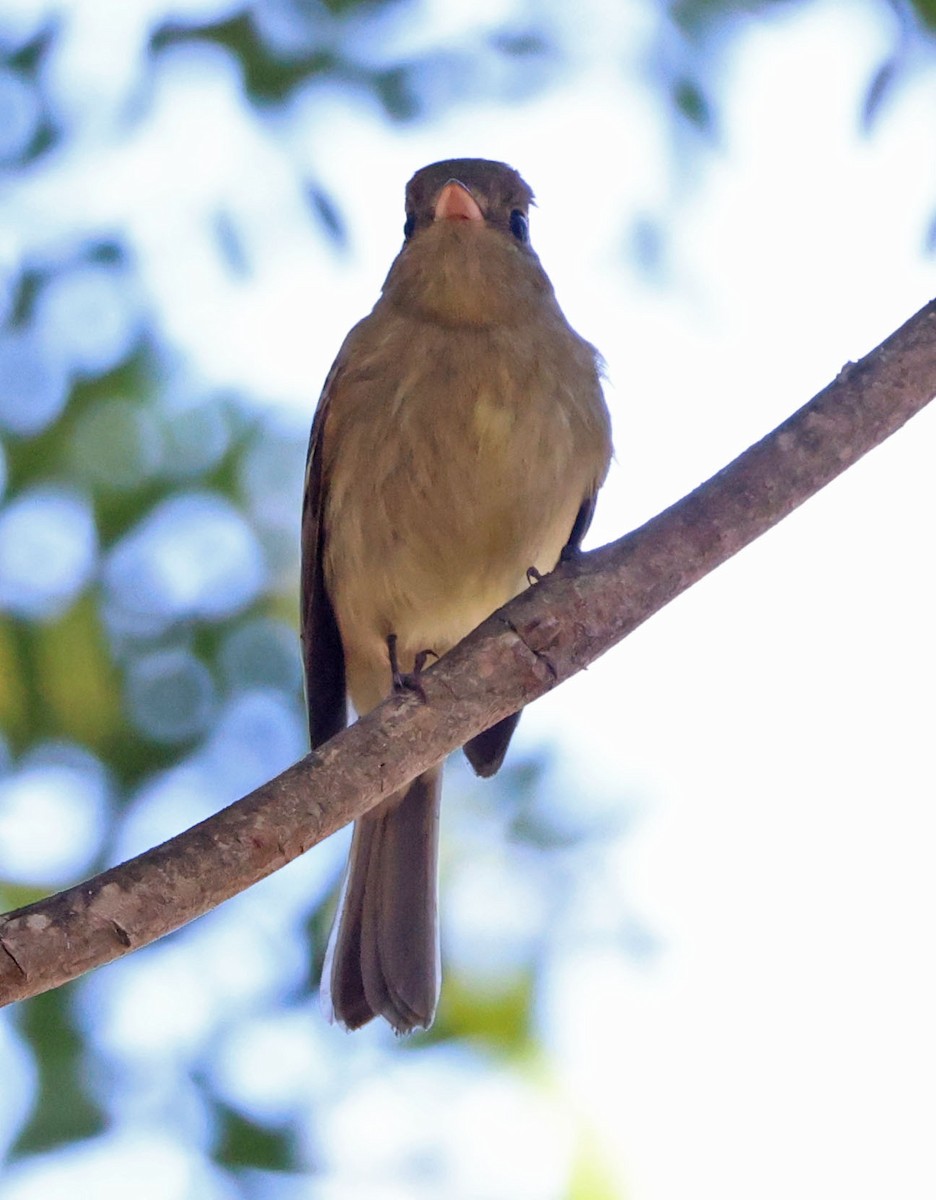 Western Flycatcher - ML642686744