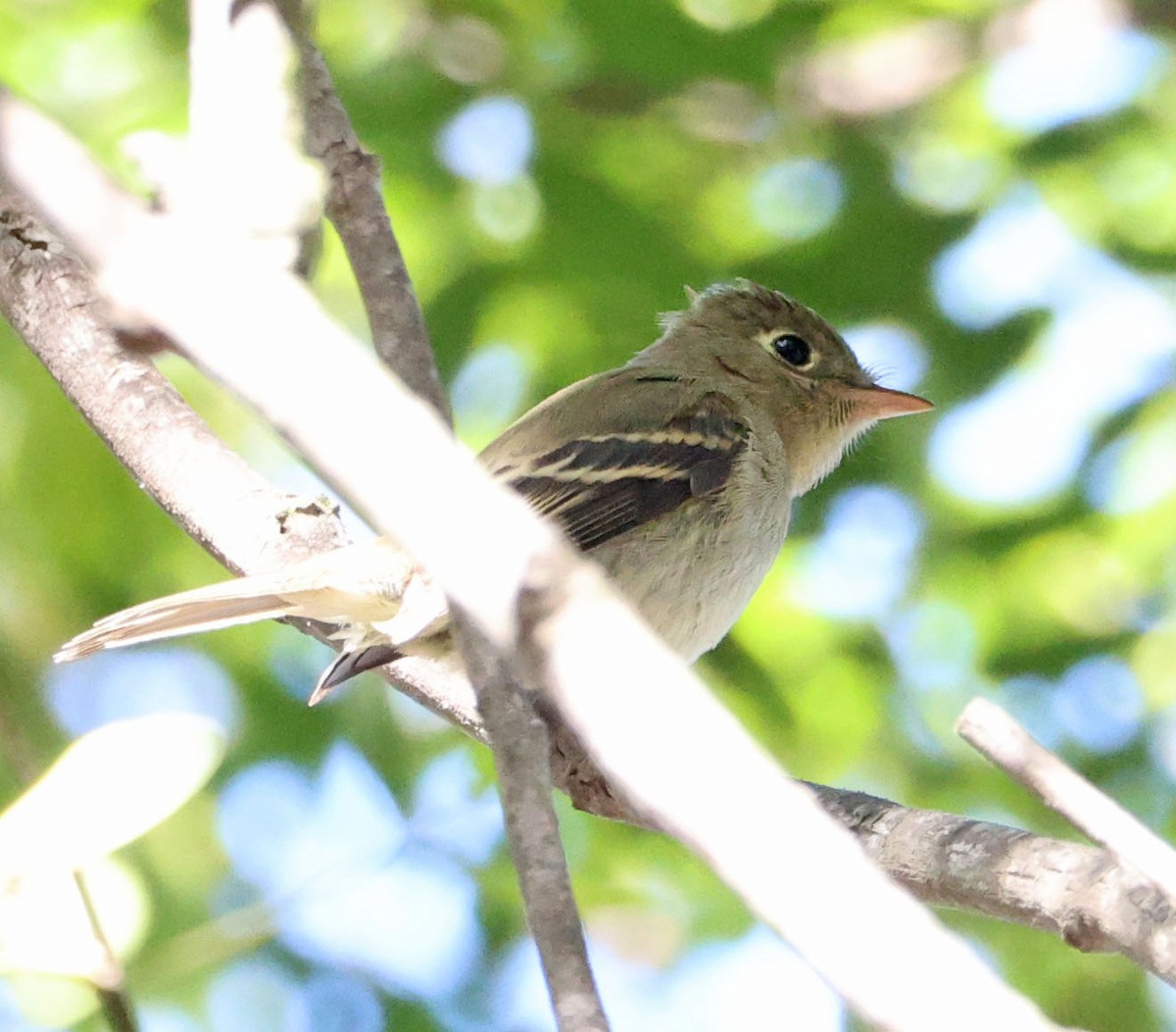 Western Flycatcher - ML642686745